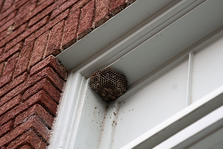 We provide a wasp nest removal service for domestic and commercial properties in Camborne.